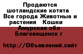 Продаются шотландские котята - Все города Животные и растения » Кошки   . Амурская обл.,Благовещенск г.